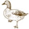 Engraving drawing illustration of duck bird