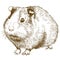 Engraving drawing illustration of guinea pig