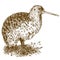 Engraving drawing illustration of kiwi bird