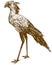 Engraving drawing illustration of secretary bird