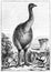 Engraving of an extinct New Zealand moa