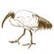 Engraving illustration of African sacred ibis