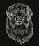 Engraving illustration of Australian Shepherd dog on a black background