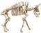 Engraving illustration of bison skeleton