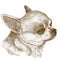 Engraving illustration of chihuahua head