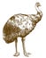 Engraving illustration of Emu ostrich