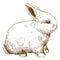 Engraving illustration of fluffy bunny