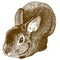 Engraving illustration of fluffy bunny
