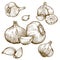 Engraving illustration of garlic