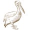 Engraving illustration of great white pelican