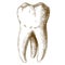 Engraving illustration of human tooth