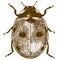 Engraving illustration of ladybug or ladybird