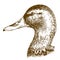 Engraving illustration of mullard duck head