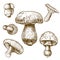 Engraving illustration of mushrooms