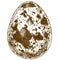 Engraving illustration of quail egg