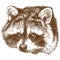 Engraving illustration of raccoon head