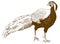 Engraving illustration of silver pheasant