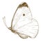 Engraving illustration of small cabbage white butterfly