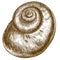 Engraving illustration of snail shell