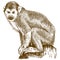 Engraving illustration of squirrel monkey