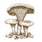 Engraving illustration of three mushrooms