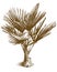 Engraving illustration of washingtonia palm