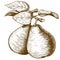 Engraving pear and leaf on the branch