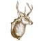 Engraving of reindeer head on white background