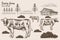 Engraving style dairy cattle