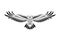 Engraving of stylized hawk on white background