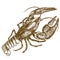 Engraving woodcut illustration of crayfish on white background