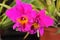 Enhanced Picture of Beautiful Orchid Cattleya Labiata