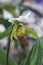 Enhanced Picture of Beautiful Orchid Paphiopedilum barbigerum coccineum