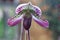 Enhanced Picture of Beautiful Orchid Papphiopedilum Callosum Ladys Slipper