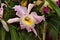 Enhanced Picture of Beautiful Orchid Rhyn Pastoral Rosee