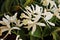Enhanced Picture of Beautiful Orchid White Cattleya Orchid