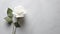 Enigmatic Allure: White Rose on Grey Surface with Intriguing Contrast