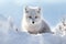 Enigmatic Arctic Foxes