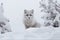 Enigmatic Arctic Foxes