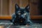 Enigmatic black cat on the ground, piercing yellow eyes captivate viewers