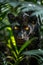 Enigmatic black panther roaming tropical jungle in cinematic photorealistic style