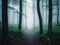 Enigmatic double exposure forest meets foggy landscape