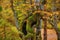 Enigmatic Elegance: Moss-Covered Tree Amidst Autumn Beech Forest