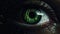 Enigmatic Emerald Eyes: A Nighttime Spectacle