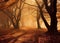 Enigmatic Enchantment: Autumn Forest Shrouded in Fog and Bathed in Sunbeams