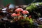 Enigmatic fly agaric mushroom in sunlit forest glade, creating mysterious atmosphere