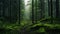 Enigmatic Forest: A Dark And Poignant Landscape Of Moss-covered Trees