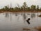 Enigmatic Icy Haven: Small Lake in Autumn Swamp with Frost Adornments