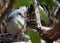 Enigmatic Kagu (Rhynochetos jubatus) - A Symbol of New Caledonia\'s Mystique