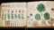 Enigmatic Pages: Unveiling the Mysteries of the Voynich Manuscript